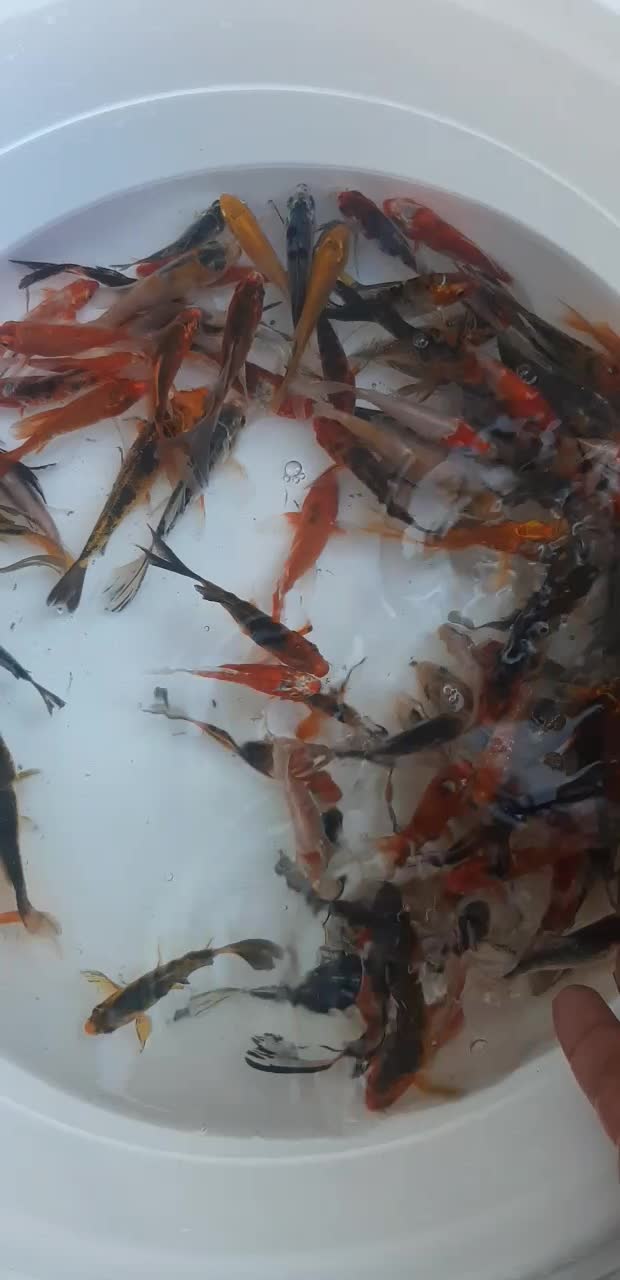 ماهی کوی و قرمز|ماهی|سنگر, |دیوار