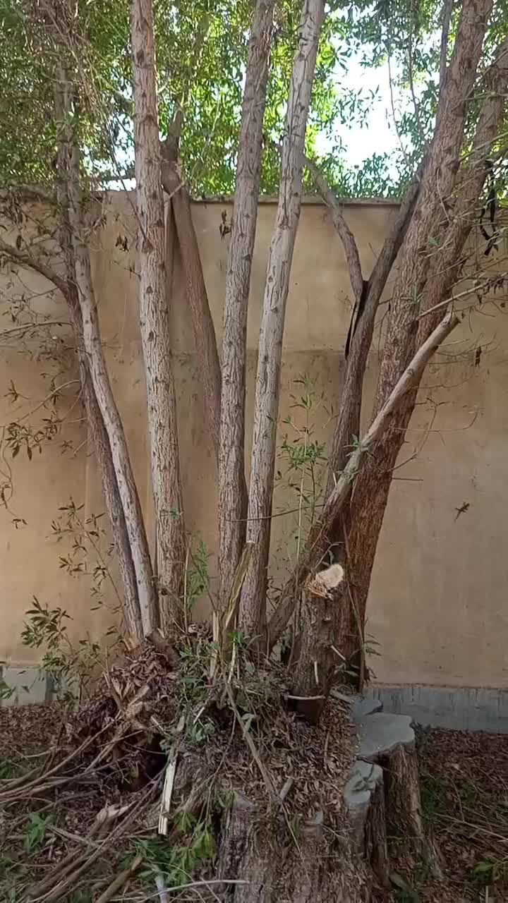 خرید چوب خدمات انجام حرص درخت وخرید چوب|خدمات باغبانی و درختکاری|بندرعباس, |دیوار