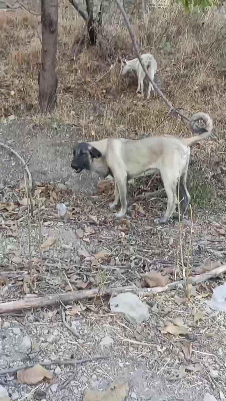 توله سرابی نر|سگ|سرخه حصار, |دیوار