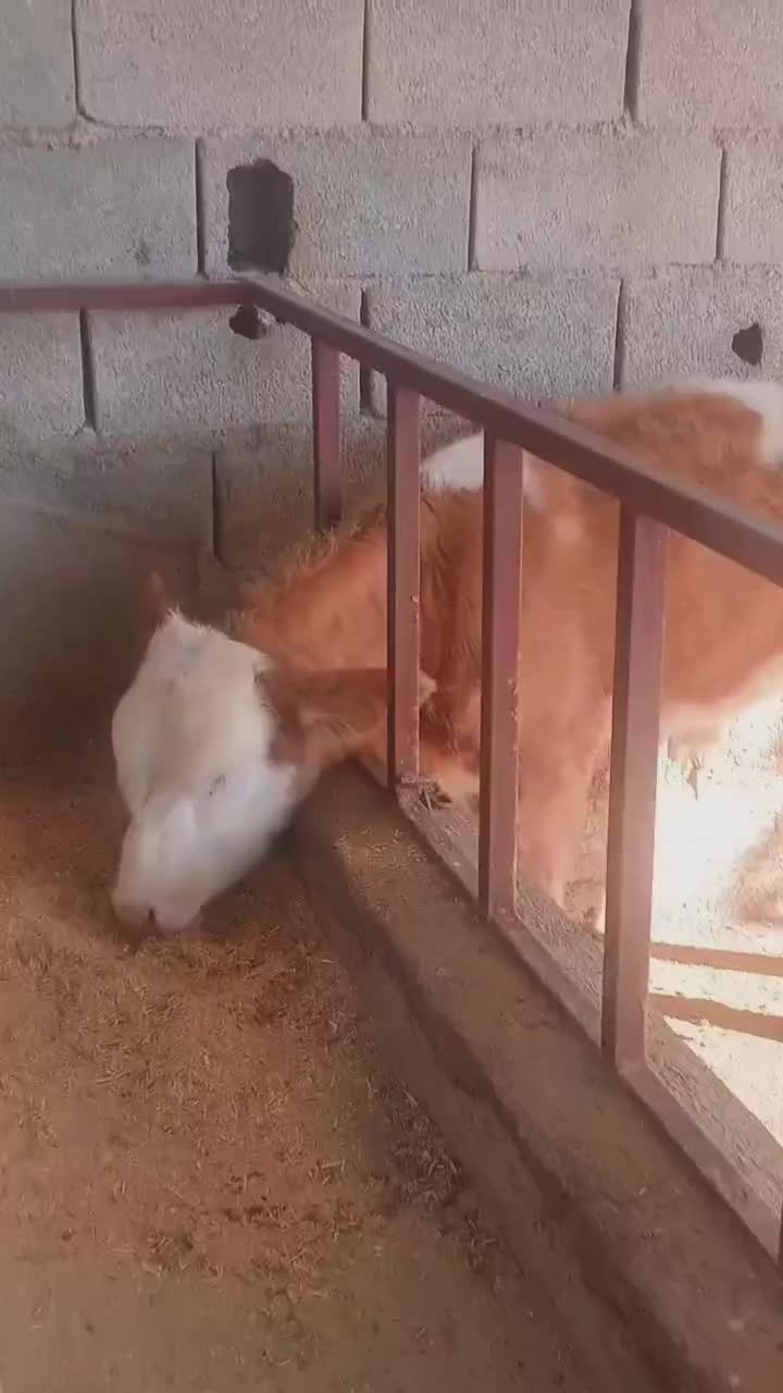 گوساله سیمینتال نر درجه یک|حیوانات مزرعه|سیجوال, |دیوار