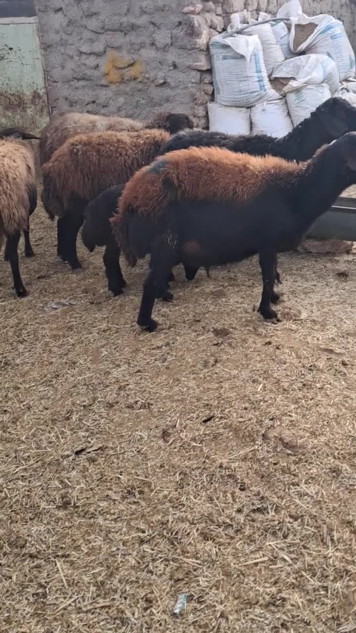 ۶۲راس میش و بره افشاری|حیوانات مزرعه|سجاس رود, |دیوار