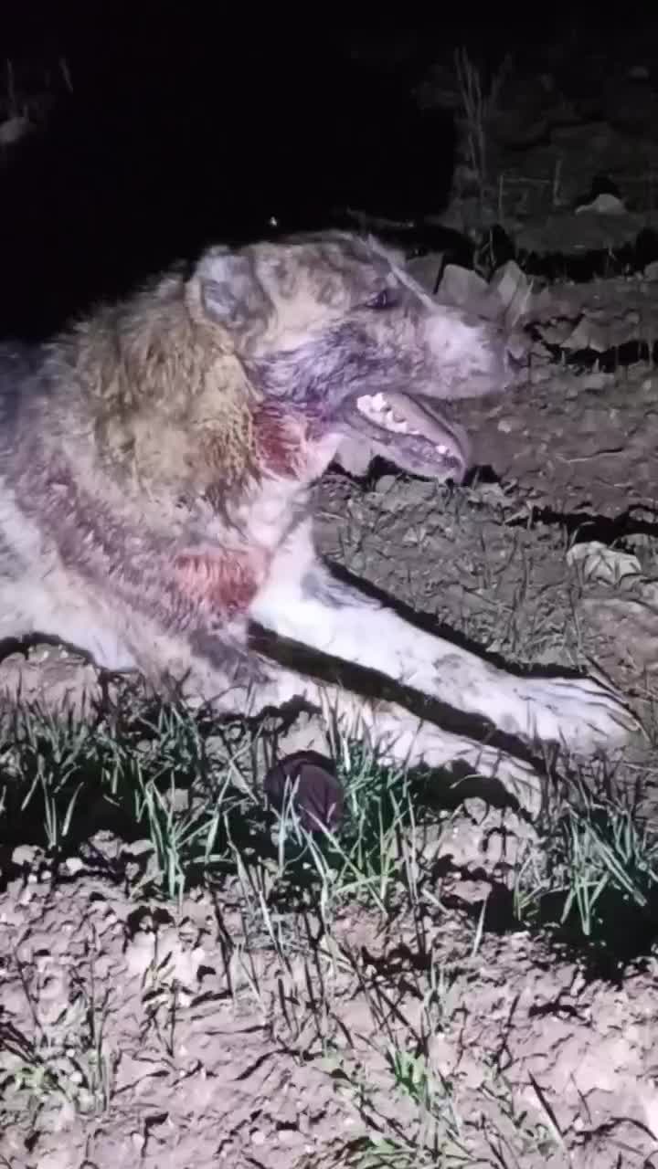 سگ خراسانی|سگ|اسلامآباد غرب, |دیوار