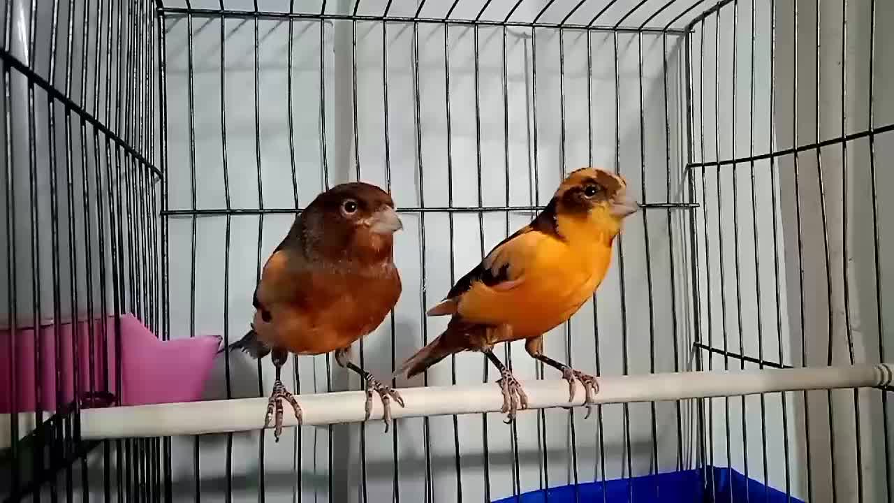 قناری، فولادشهر اصفهان|پرنده|بندر ماهشهر, |دیوار