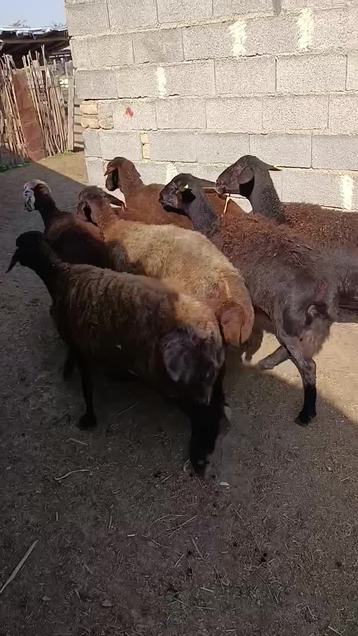 10راس گوسفند آبستن جوان سونو گرافیشده|حیوانات مزرعه|سیمین شهر, |دیوار