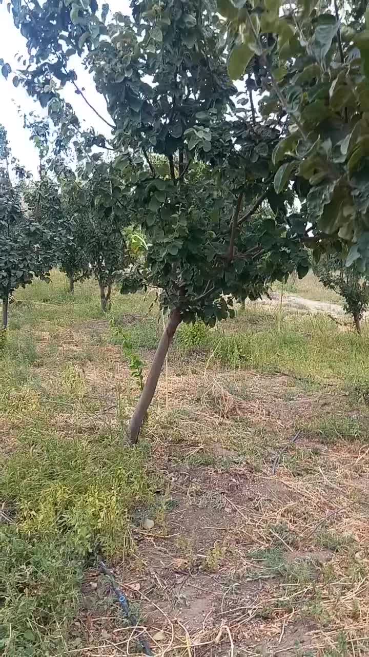 باغ به متراژ ۴۲۰۰۰متر|فروش دفتر صنعتی، کشاورزی، تجاری|کوثر, |دیوار