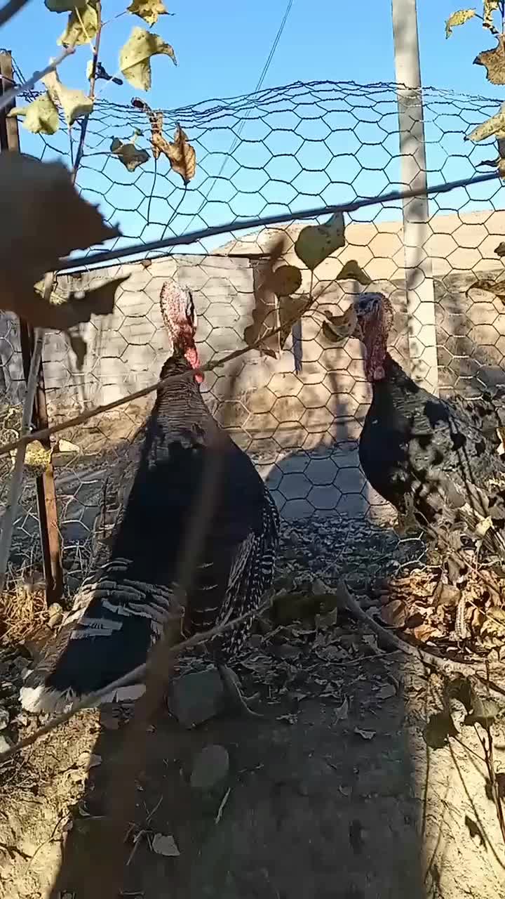 بوقلمون 100درصد100طبیعی|حیوانات مزرعه|اردبیل, |دیوار