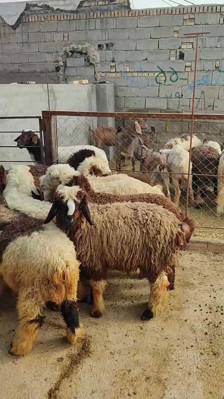 بره نر|حیوانات مزرعه|بهبهان, |دیوار