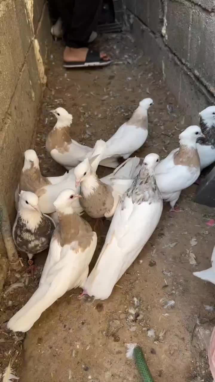 کبوتر طوقی|پرنده|بردخون, |دیوار