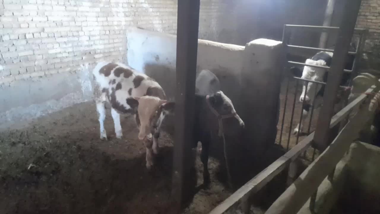 گوساله نرسیمینتال|حیوانات مزرعه|اسدآباد, |دیوار