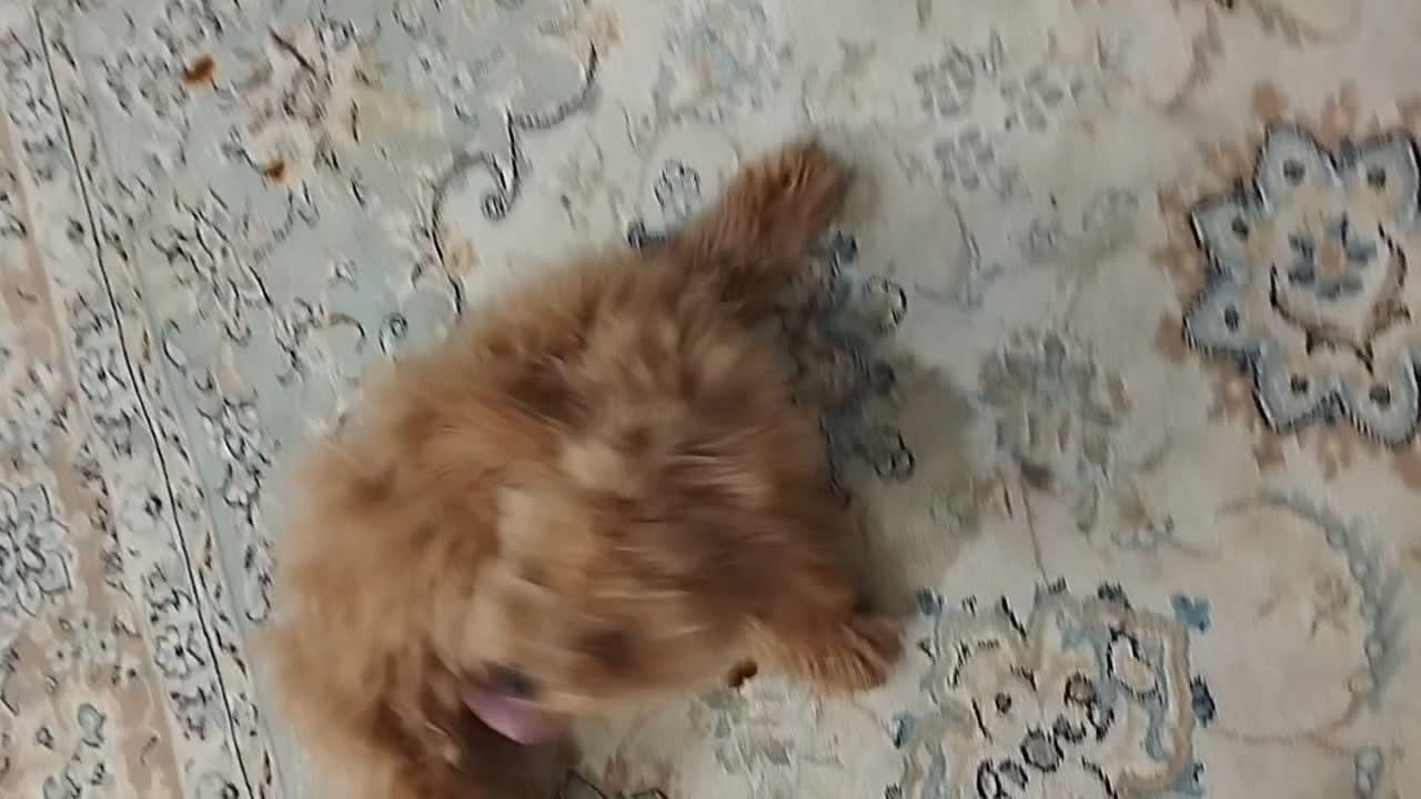 سگ پودل|سگ|مشهد, چهارچشمه|دیوار