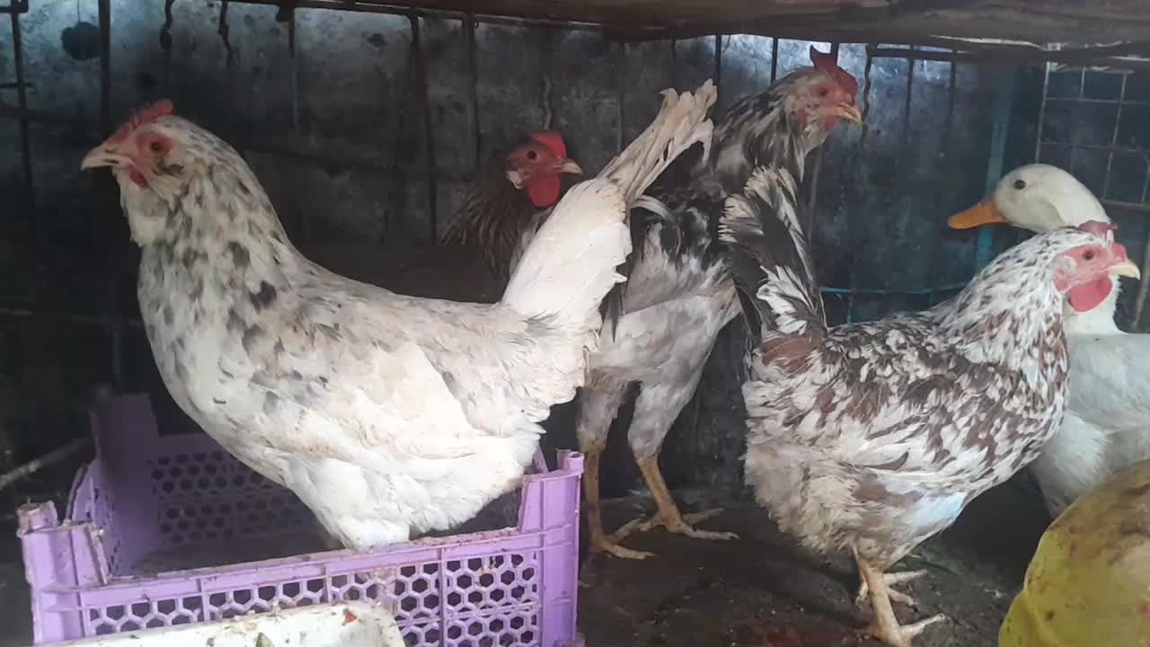 مرغ گلین وعربی|حیوانات مزرعه|اهواز, معین زاده|دیوار