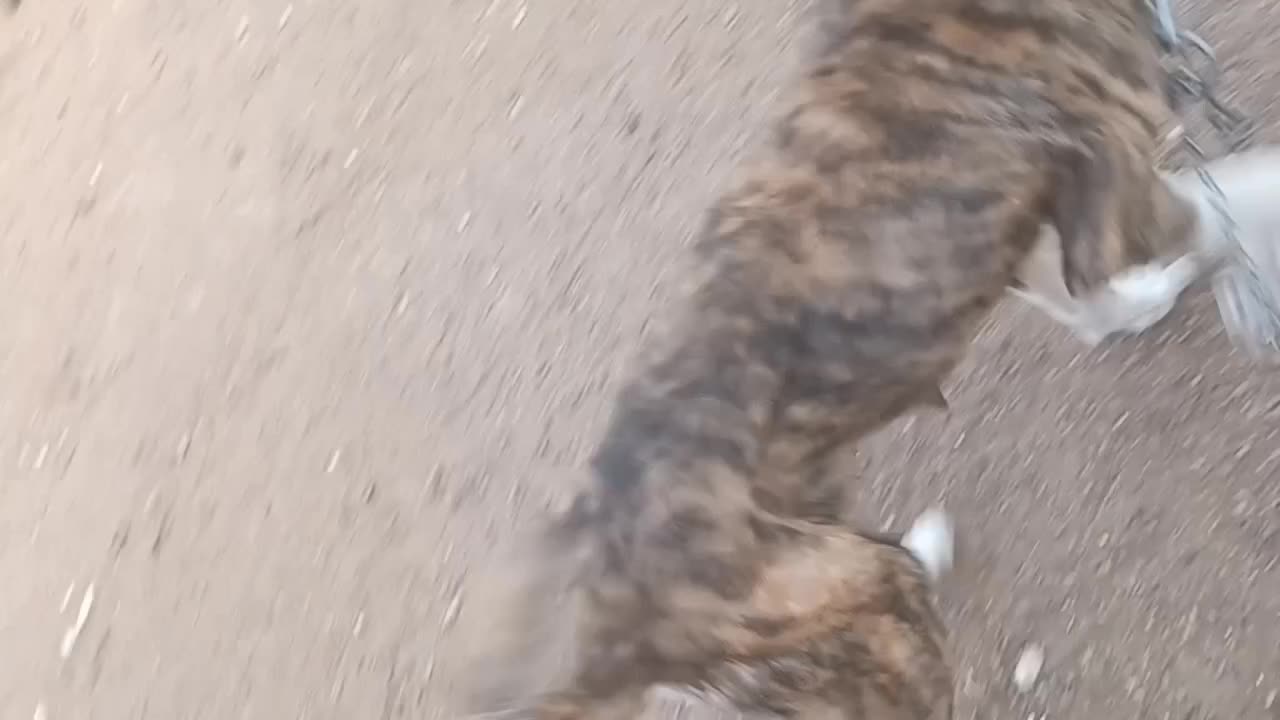 سگ ماده رخ|سگ|فریمان, |دیوار