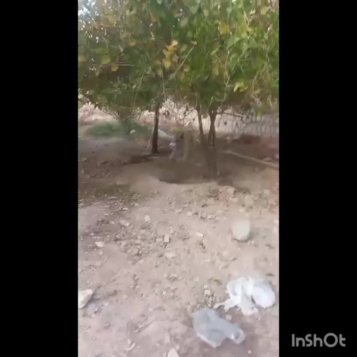 سگ نگهبان|سگ|ایلام, |دیوار