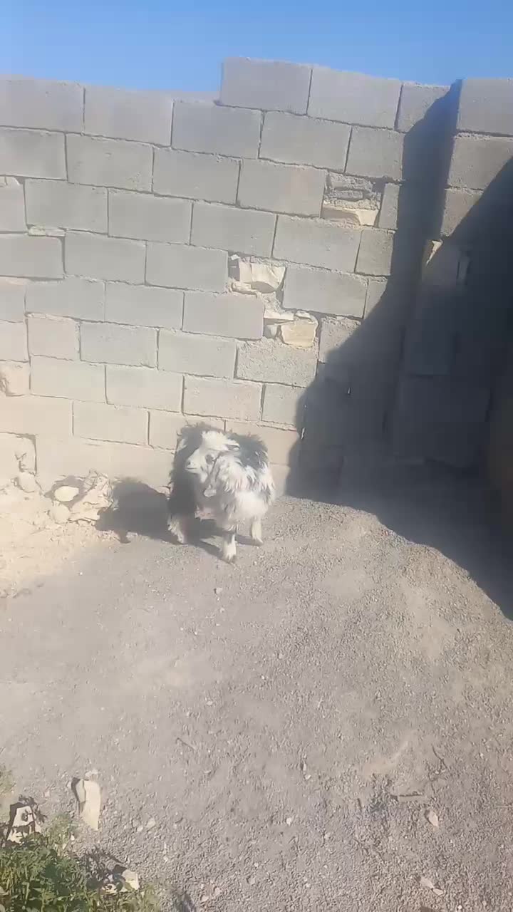 فروش ۱راس بزغاله نر|حیوانات مزرعه|ملکشاهی, |دیوار