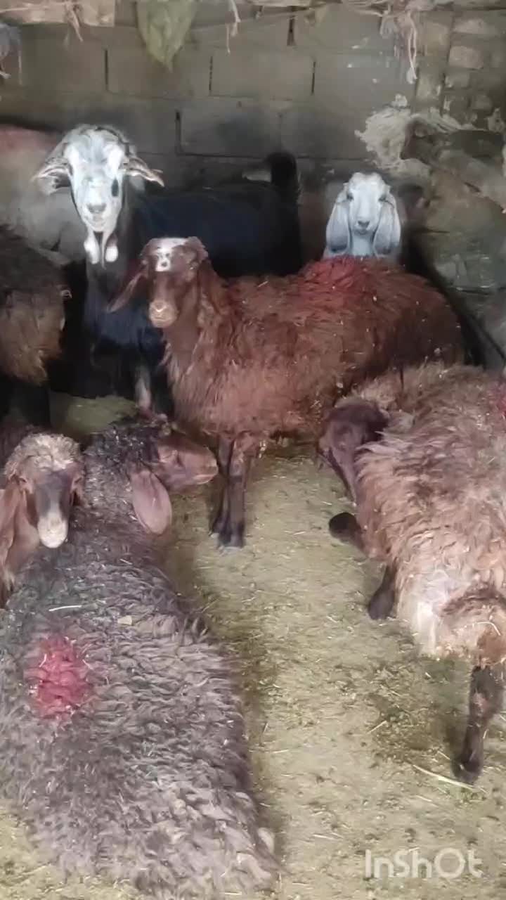 سلام بره شیری|حیوانات مزرعه|کوهدشت, |دیوار