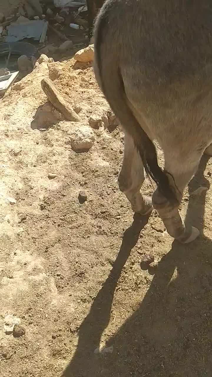 الاغ|حیوانات مزرعه|زاغه, |دیوار