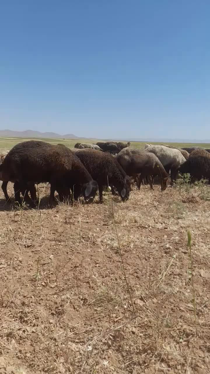 سگ گله|سگ|سردرود, |دیوار
