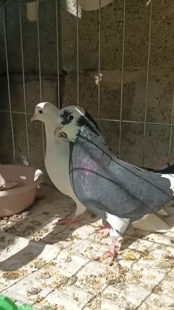 شازده و سفید شمرونی|پرنده|بندرعباس, |دیوار