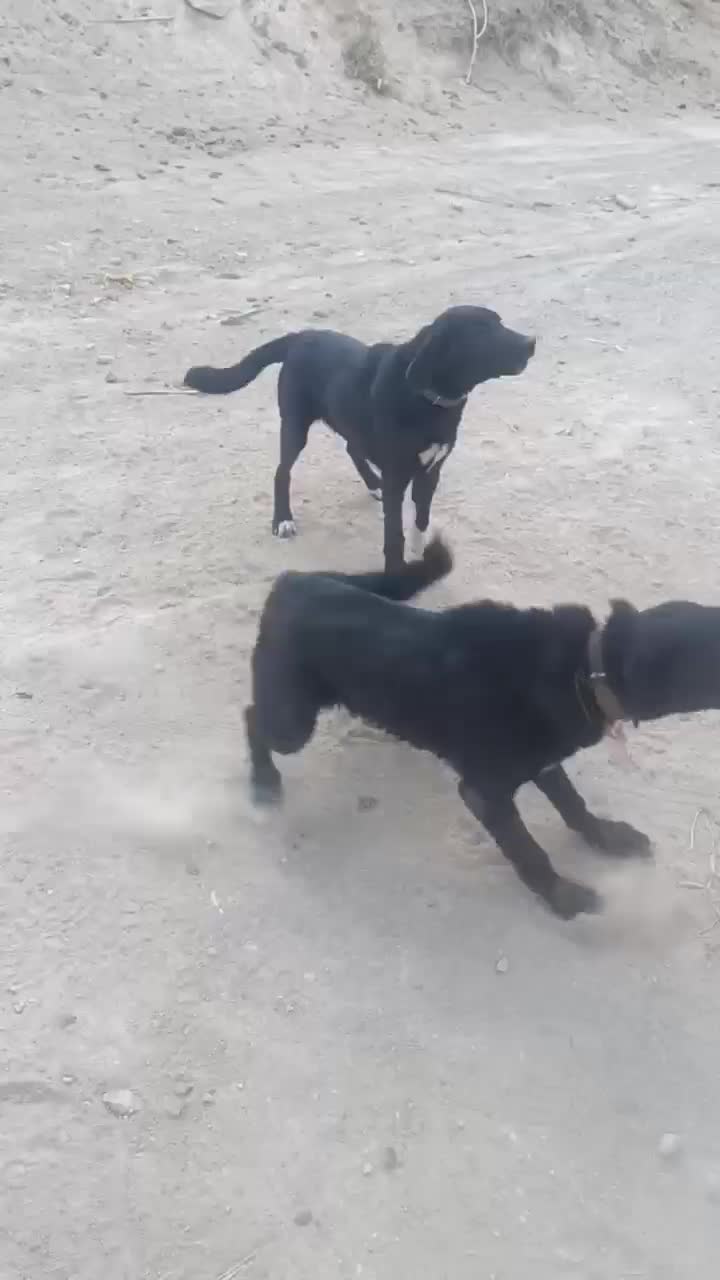 یک توله ماده قدرجانی|سگ|تبریز, |دیوار