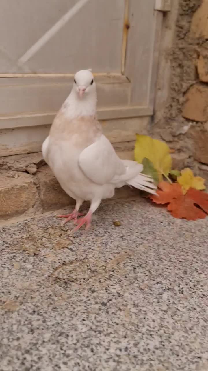 طوقی ماده|پرنده|شهرکرد, |دیوار