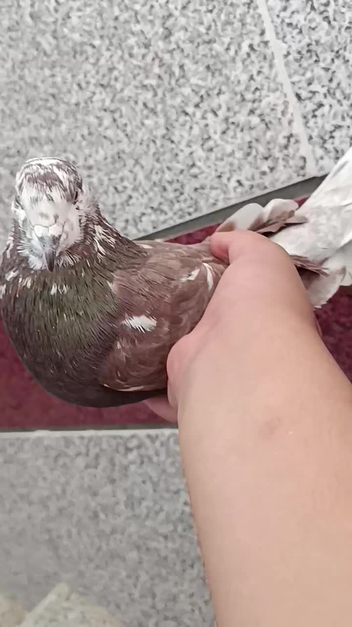 سلام یک نر مست روزگاری|پرنده|شهرکرد, |دیوار