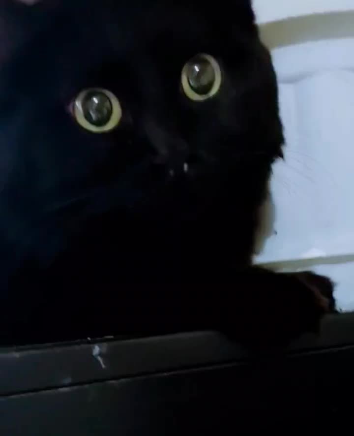 گربه سیاه  بریتیش|گربه|محمدیه-قزوین, |دیوار