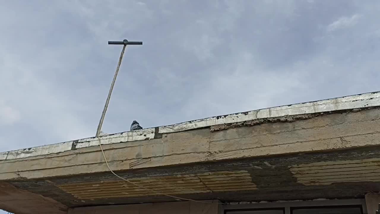 ی جفت فیت ب درد بخور|پرنده|لاران, |دیوار