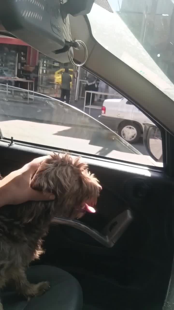 سگ شیتسو  پودل  معاوضه با سیستم باند|سگ|تهران, تهرانپارس غربی|دیوار