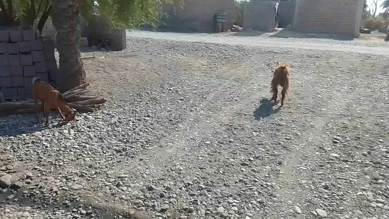 گوسفند پاکستلنی|حیوانات مزرعه|عنبرآباد, |دیوار