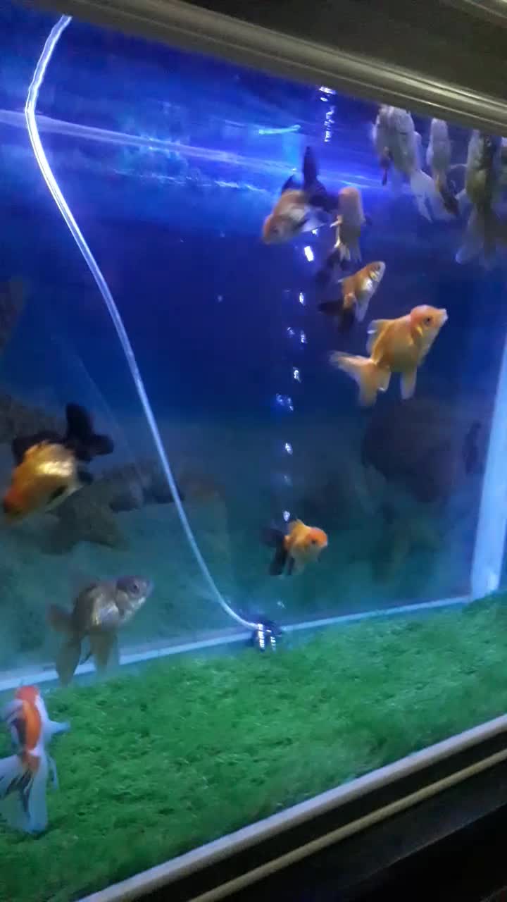 اکواریوم وماهی گلدفیش|ماهی|اسلامآباد غرب, |دیوار