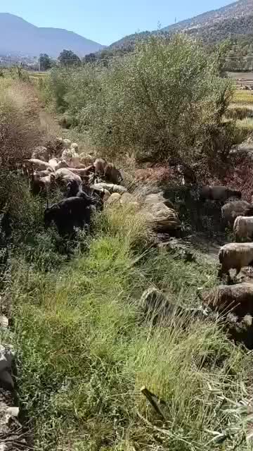 تعدادی میش و بز داشتی بختیاری اصل بفروش میرسد.|حیوانات مزرعه|لوداب, |دیوار