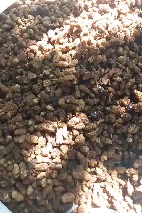 مقداری توت شیره ای مناسب برای پختن شیره ی توت|خوردنی و آشامیدنی|هشتگرد, ینگی امام|دیوار