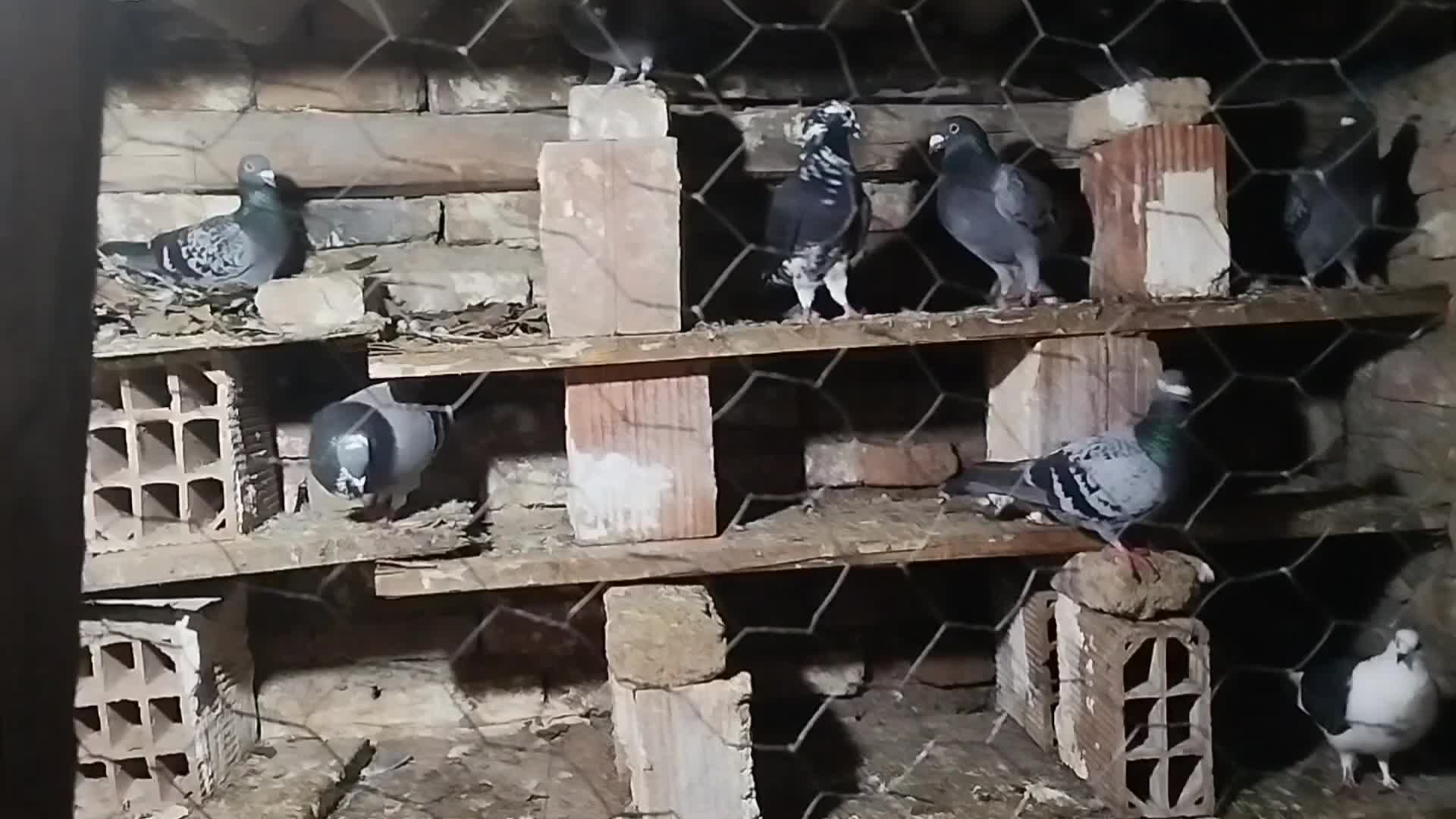 کبوتر آلمانی|پرنده|گرگان, |دیوار