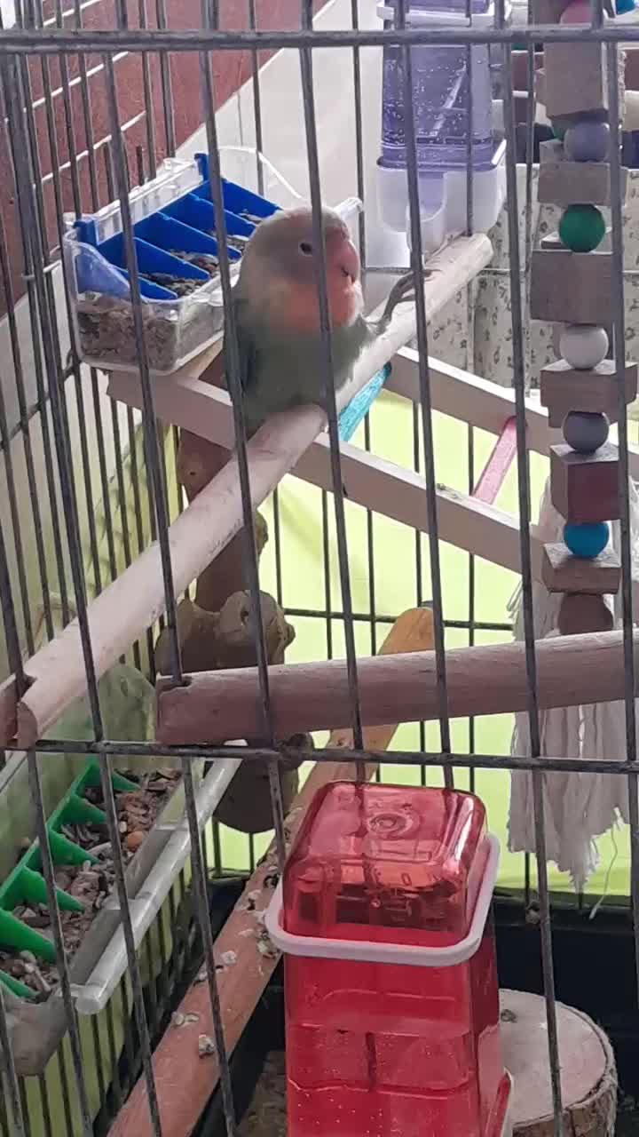 ۴۰۰۰،۰۰۰ قیمتش|پرنده|شهریار, شهرک امیریه|دیوار