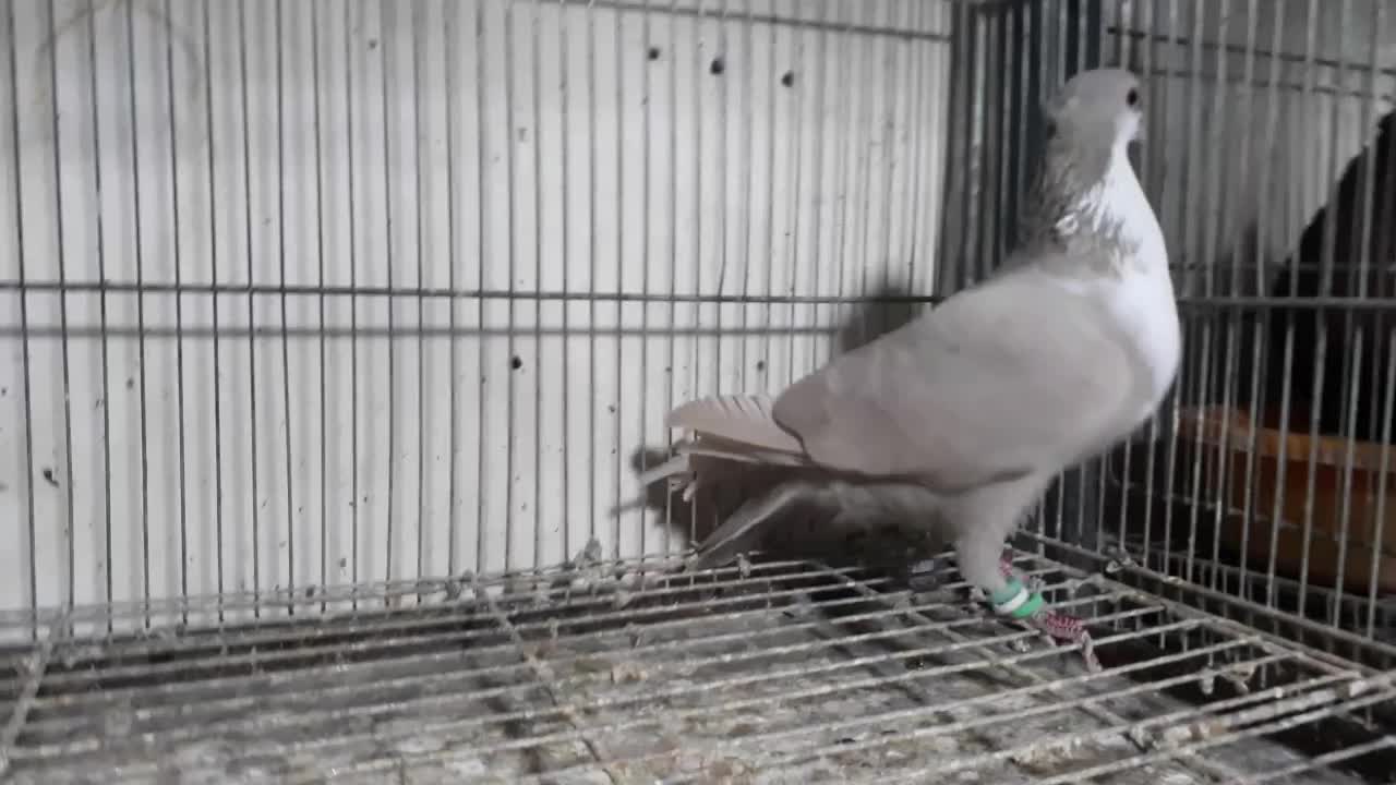 کرباتی|پرنده|مشهد, رضاییه|دیوار