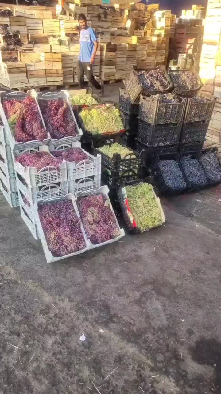 انگور شانی دیم سردشت کردستان سیاه مریوان|خوردنی و آشامیدنی|تهران, شکوفه (عبدل آباد)|دیوار