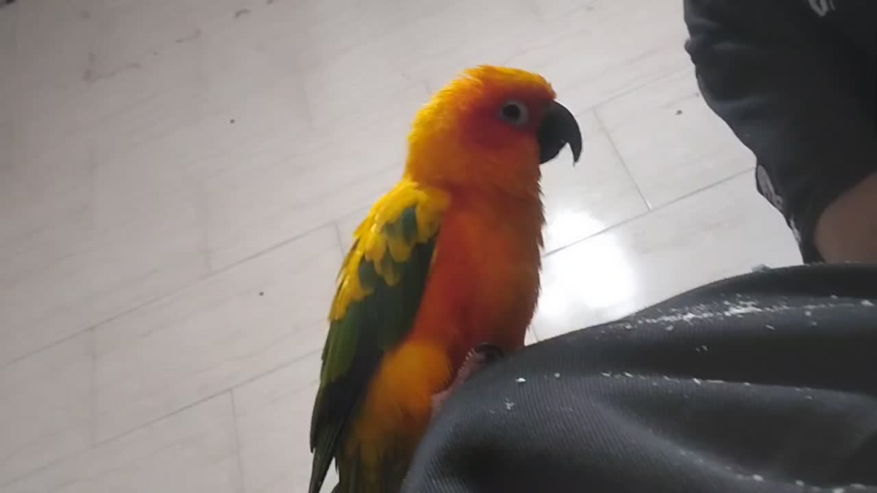 طوطی خورشیدی|پرنده|سمنان, |دیوار