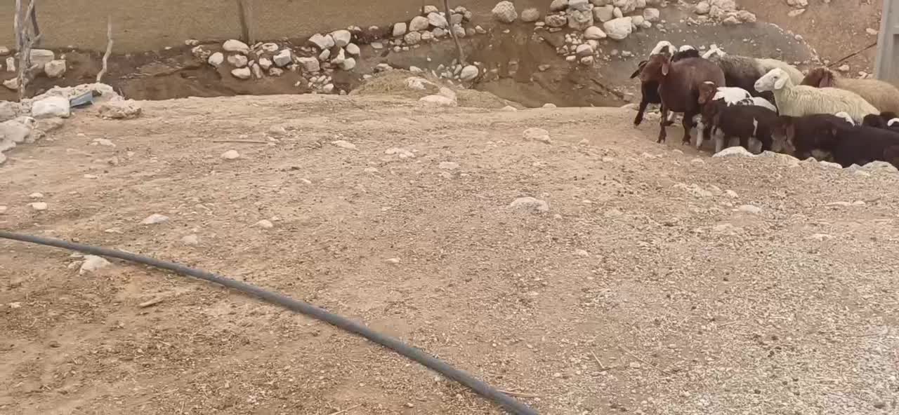 میش وبره|حیوانات مزرعه|اندیمشک, |دیوار