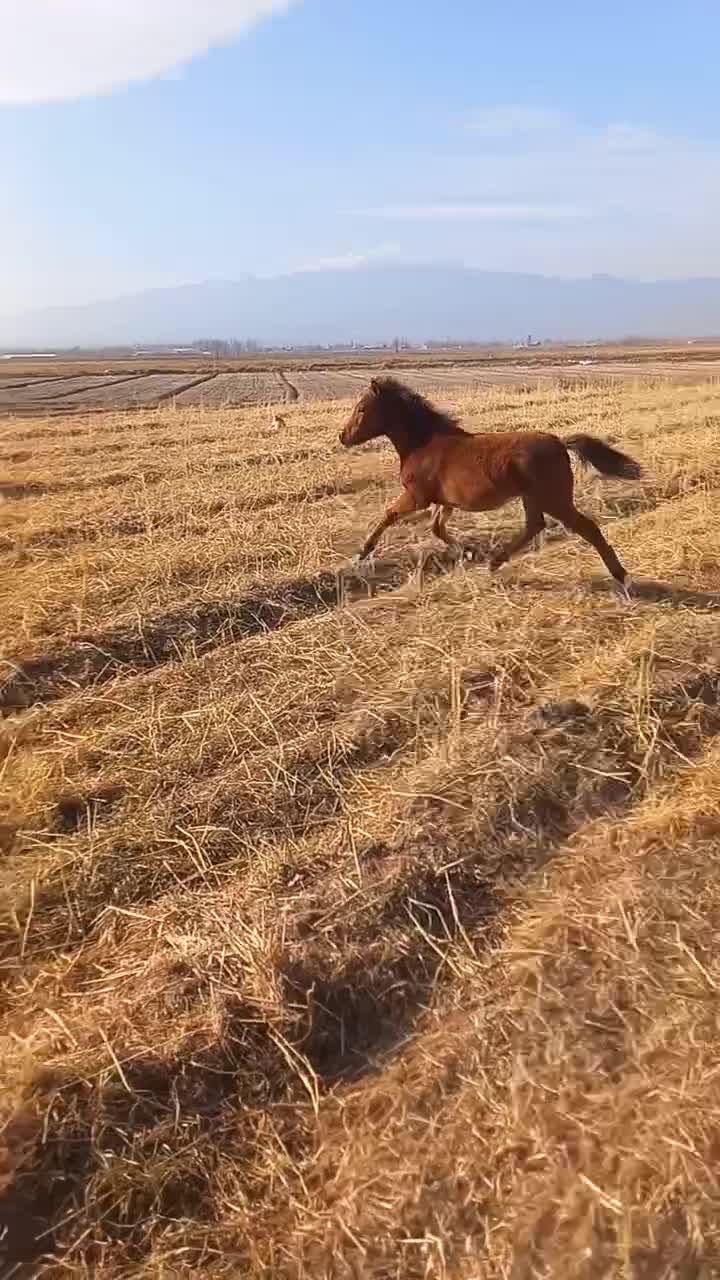 اسب ماده|اسب و تجهیزات اسب‌سواری|مشگین شهر, |دیوار