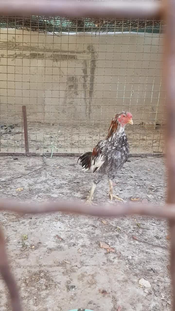 جومه خروس ۶ ماهه|حیوانات مزرعه|سراوان, |دیوار