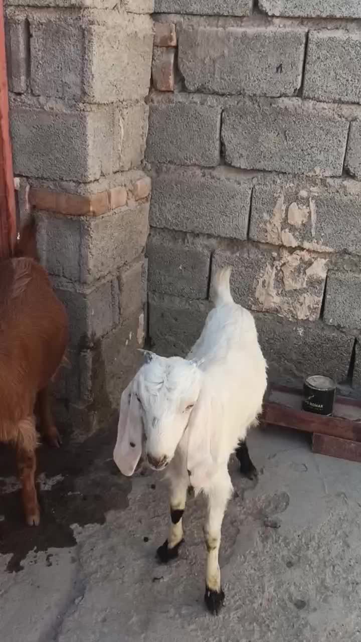 گتاچ دوقلو زا نسل دار زیر قیمت بازار|حیوانات مزرعه|ایرانشهر, |دیوار