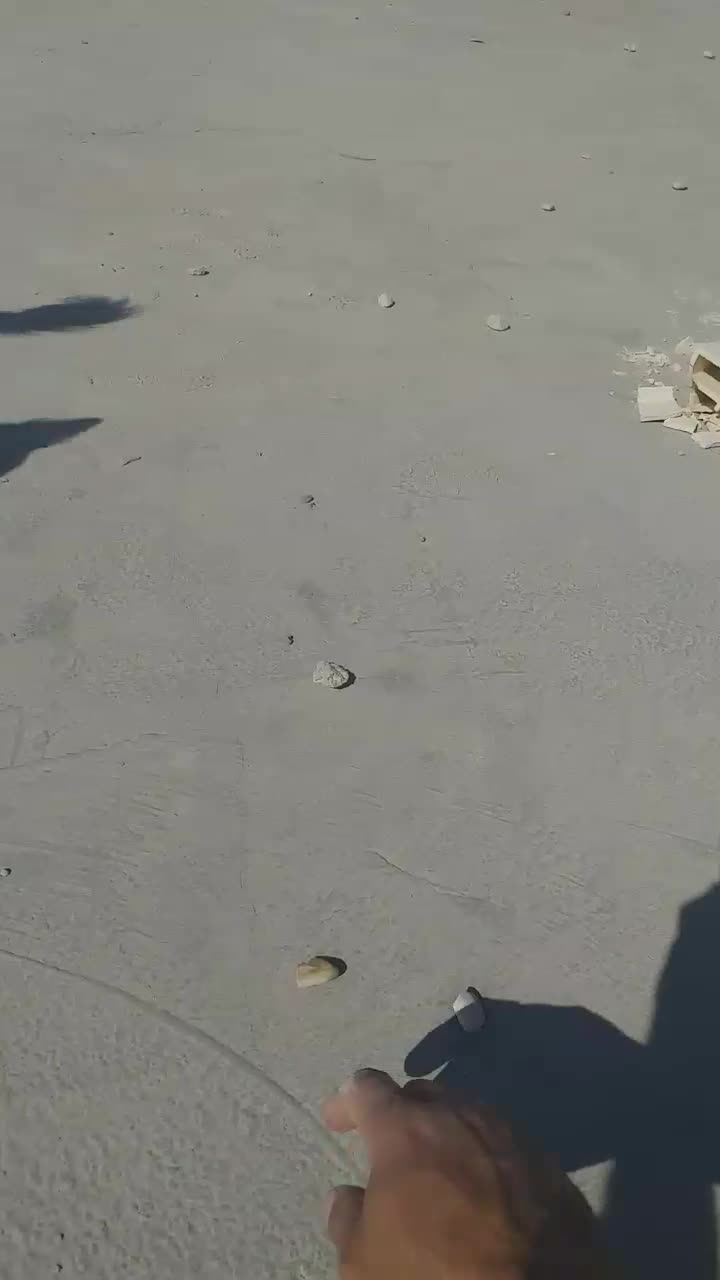 سگ زیبا|سگ|جهرم, |دیوار