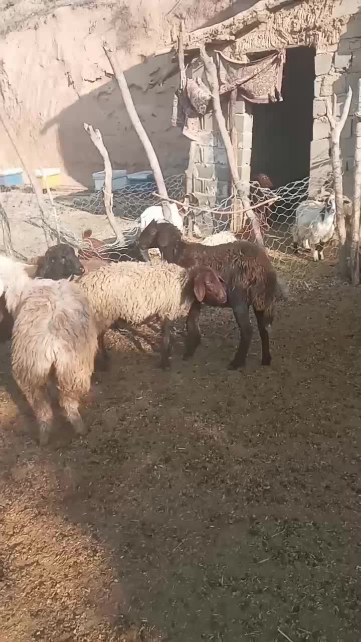 بره توقلی وگوسفند|حیوانات مزرعه|مراوه, |دیوار