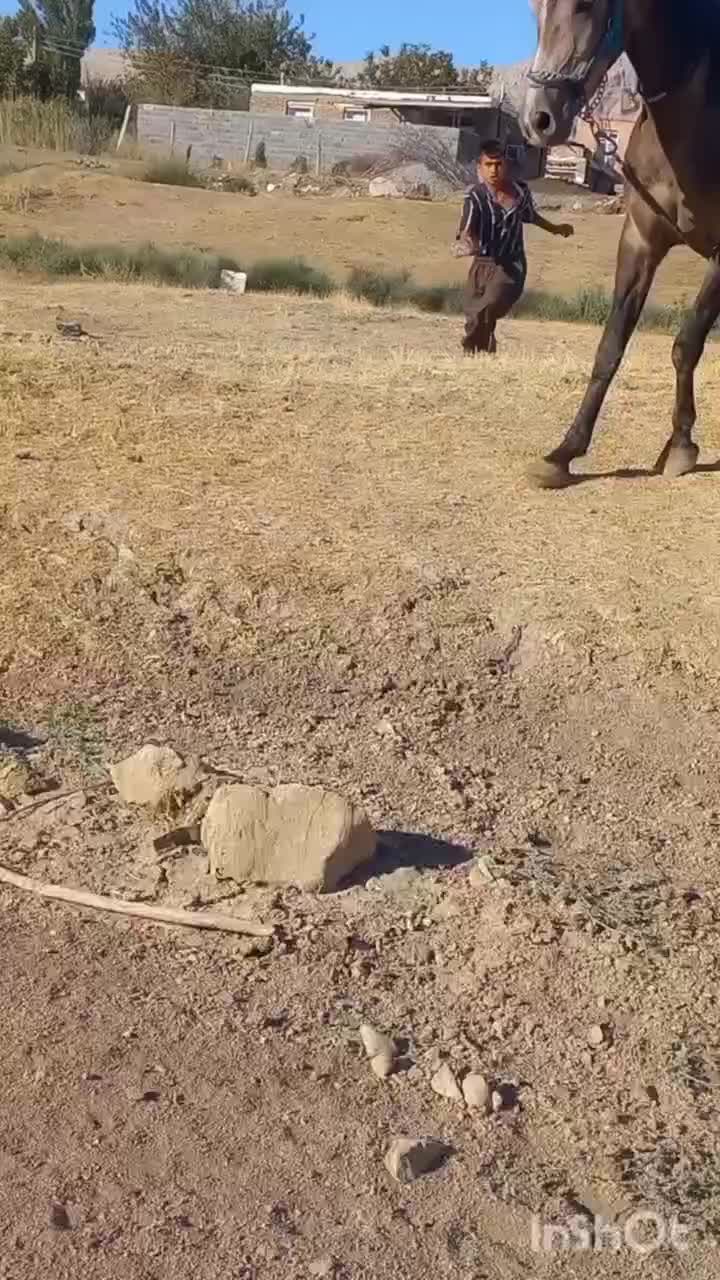 مادیان اصیل کرد|اسب و تجهیزات اسبسواری|کرمانشاه, |دیوار