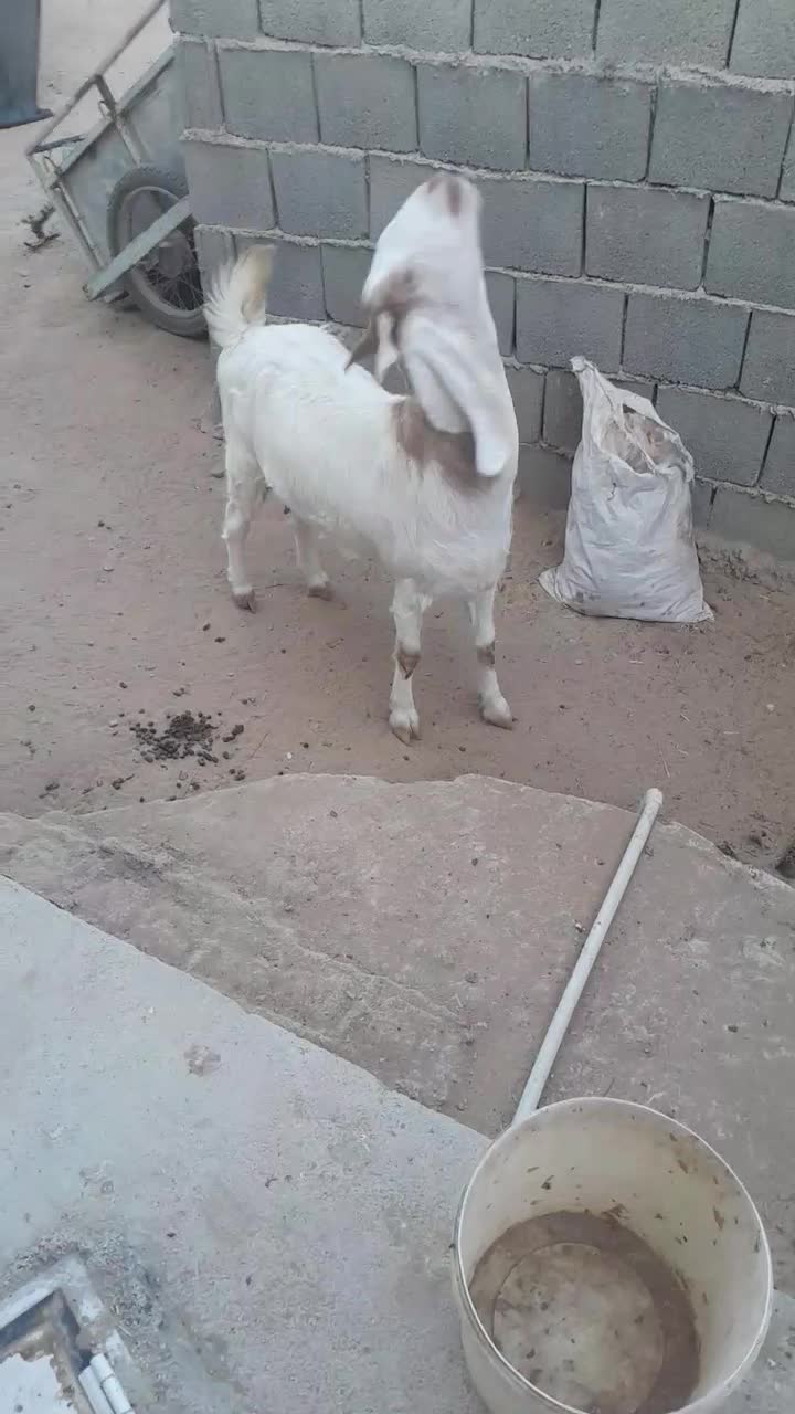 بز خوب برای فروش|حیوانات مزرعه|آبپخش, |دیوار