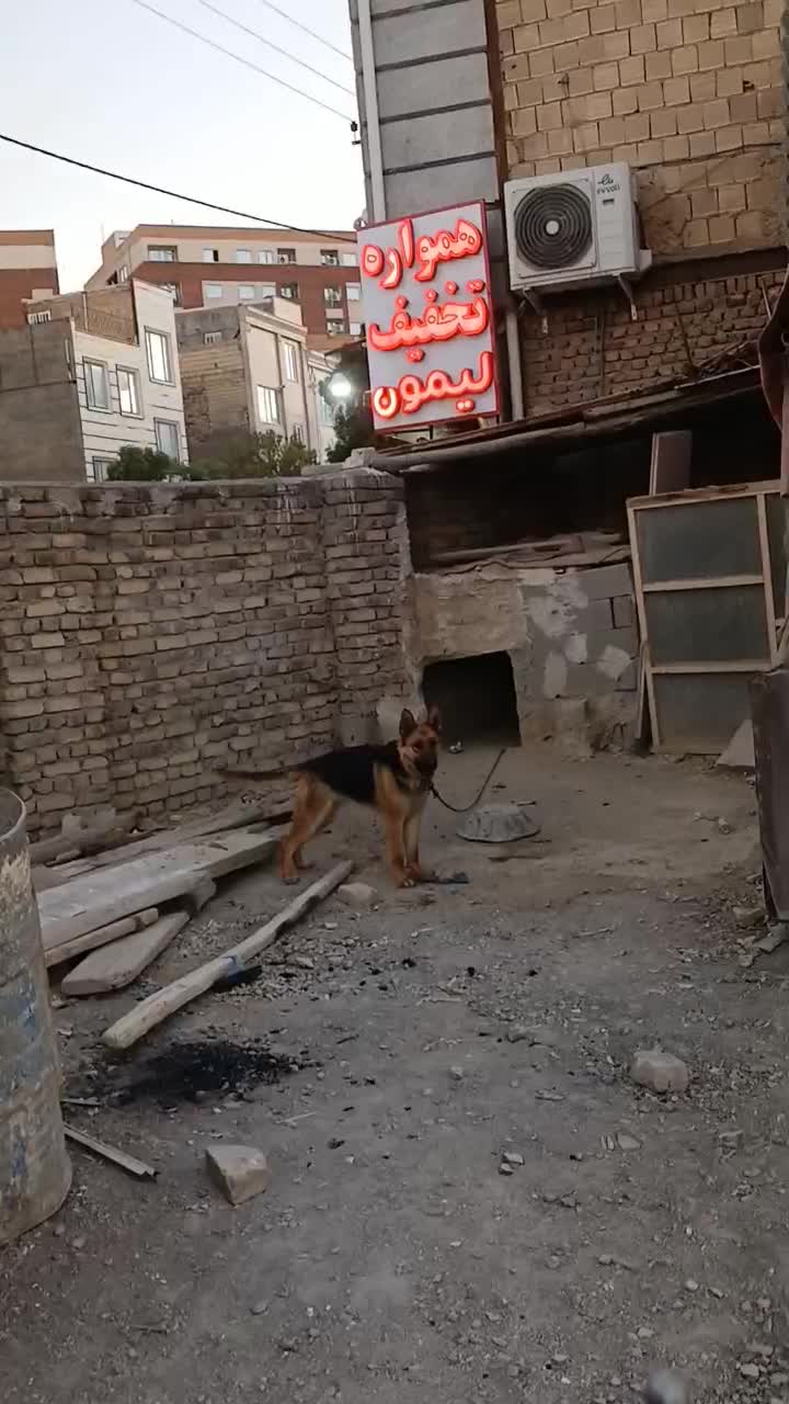 سگ ژرمن|سگ|اراک, |دیوار