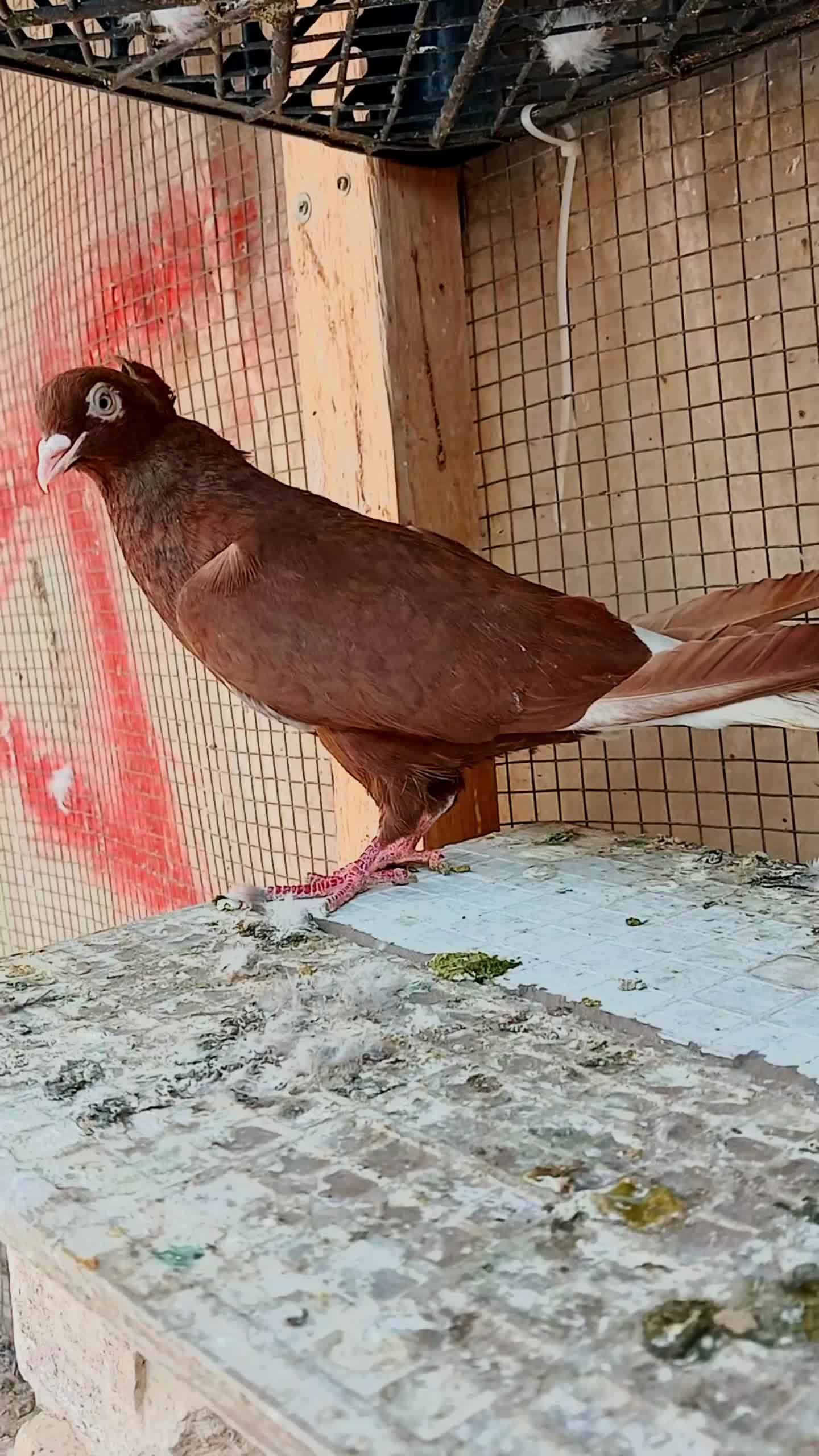 سرخ دم سفید|پرنده|بیرجند, |دیوار