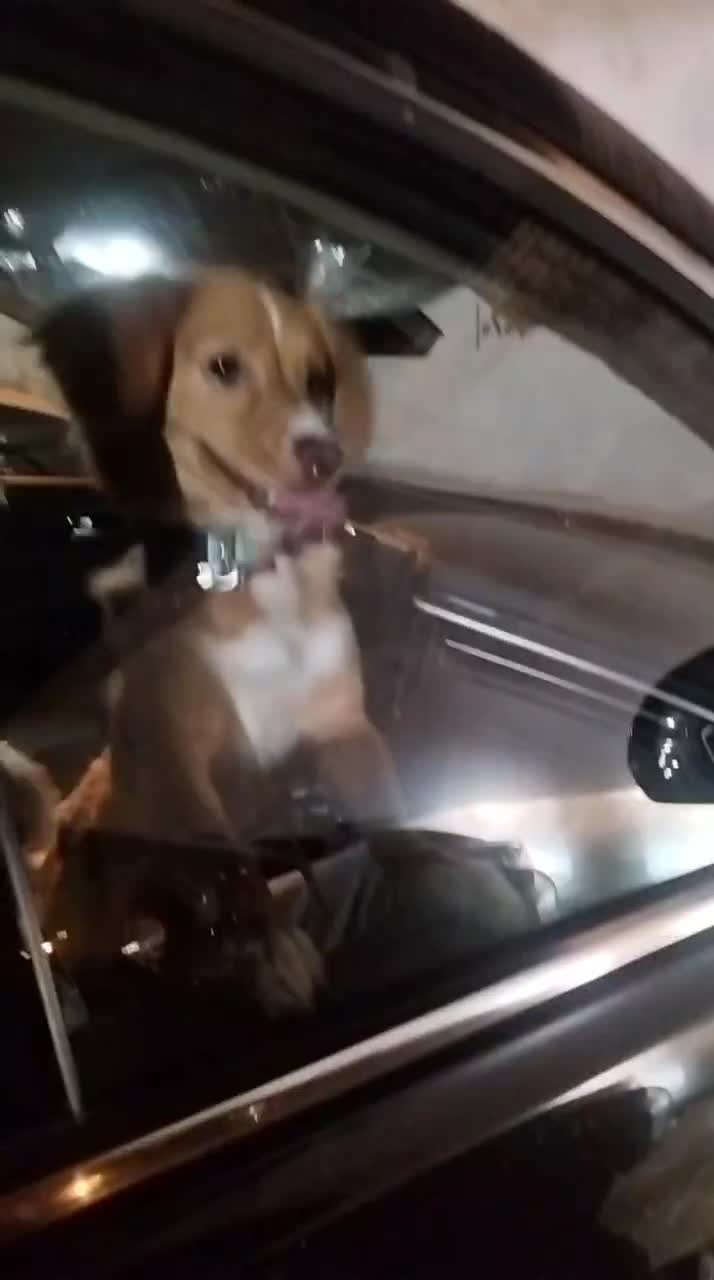 گلد جذاب|سگ|شیراز, نصر|دیوار