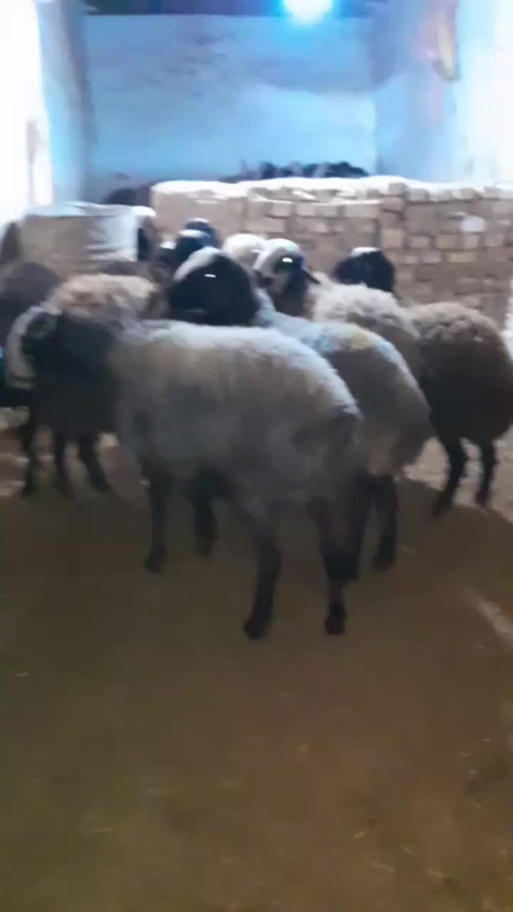 میش وبره|حیوانات مزرعه|قزوین, |دیوار