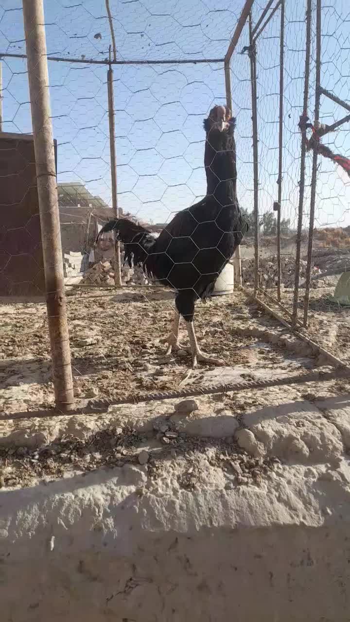 خروس لاری|حیوانات مزرعه|جزنیک, |دیوار